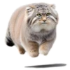 Everyday Manul @animalplantspb 30