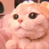 𖦹࣪ ˖  cutie kittens  、@stickernct 🍥 ও 28