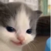 Hehecat :: 2