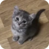Meowstickmeow 5
