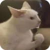 Meowstickmeow 6
