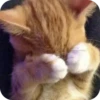 Meowstickmeow 7