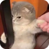 Meowstickmeow 8