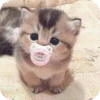 Meowstickmeow 11