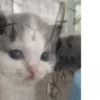 Hehecat :: 4