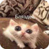 Meowstickmeow 12