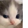 Hehecat :: 5