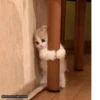 Meow 🐱 7