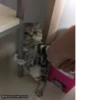 Meow 🐱 8