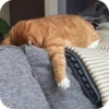 Meowstickmeow 15