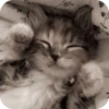 Meowstickmeow 17
