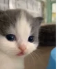 Hehecat :: 7