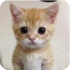 Meowstickmeow 19