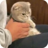 Meowstickmeow 20
