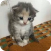 Meowstickmeow 21