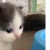 Hehecat :: 8
