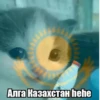 Hehecat :: 10