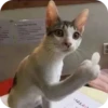 Meowstickmeow 22