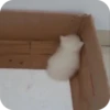 Meowstickmeow 23