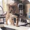 Meowstickmeow 24