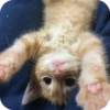 Meowstickmeow 25