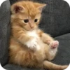 Meowstickmeow 27