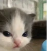 Hehecat :: 17