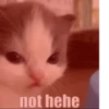 Hehecat :: 19