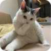 Meowstickmeow 28