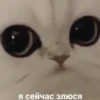 Стики 0839 из @Anonymnyi_chat_bot 27