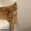 Meow 🐱 27