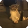 Meowstickmeow 29
