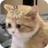 Meowstickmeow 30