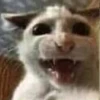 Mini cats 5