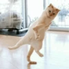 Cat"Mood •|• 5
