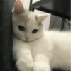 Cat"Mood •|• 6
