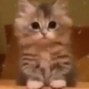 Mini cats 6