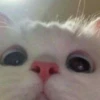 Mini cats 7