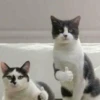 Mini cats 8