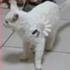 Mini cats 10