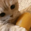 Cat"Mood •|• 7
