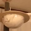 Mini cats 11