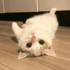 Cat"Mood •|• 8