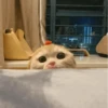 Cat"Mood •|• 9