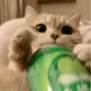 Cat"Mood •|• 10