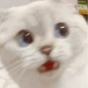 Cat"Mood •|• 11