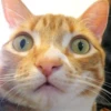 Mini cats 13