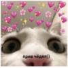 Стикеры с любовью❤️ 15