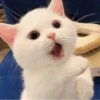 Cat"Mood •|• 15