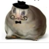 Mini cats 14